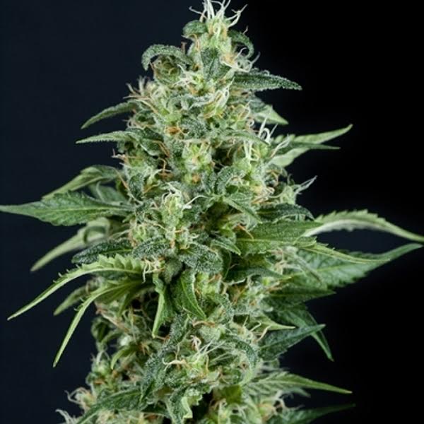 Kryptonite de Pyramid Seeds