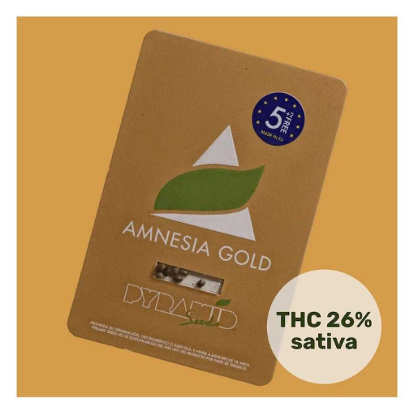 Amnesia gold