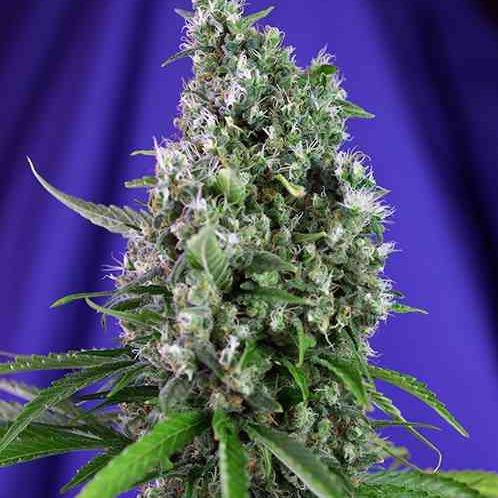 Sweet Trainwreck auto (x3) +1