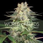 Afghan kush ryder