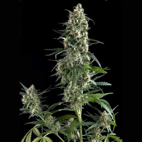 Amnesia Gold (x1) Pyramid Seeds