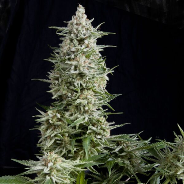 Auto amnesia gold (x1)