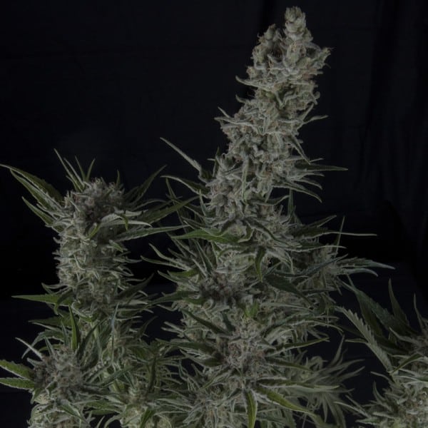 Super Cheese Auto (x5) Trikoma Seeds