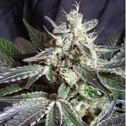 Black Jack Fast Version de Sweet Seeds (x3) +1