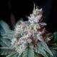 Cream Caramel Fast Version de Sweet Seeds (x3) +1