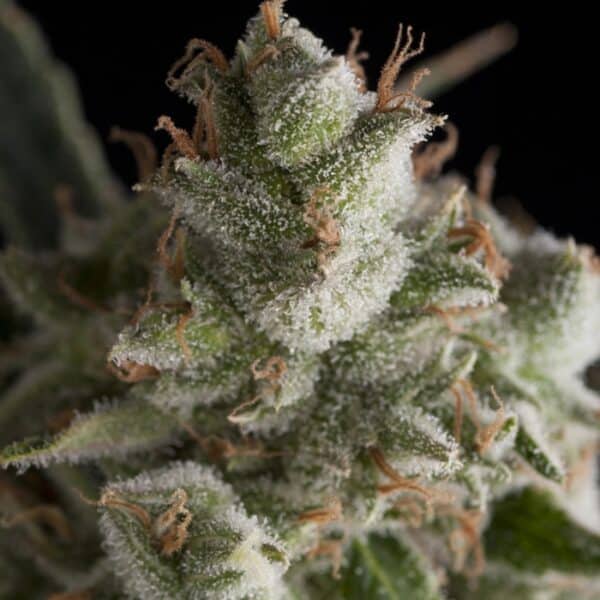 Auto Fresh Candy de Pyramid Seeds