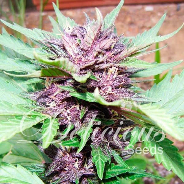 Dark Purple auto (x1)