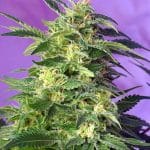 Killer Kush auto (x3) +1