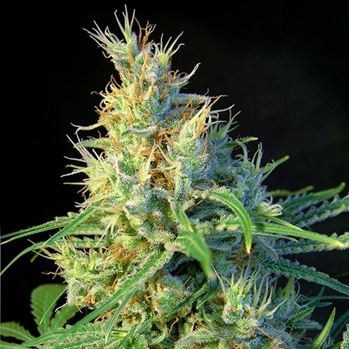 Psicodelicia de Sweet Seeds (x3+1)