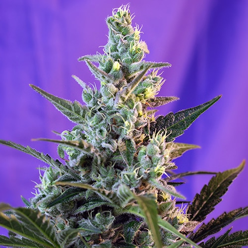 Sweet Skunk Fast Version de Sweet Seeds (x3) +1