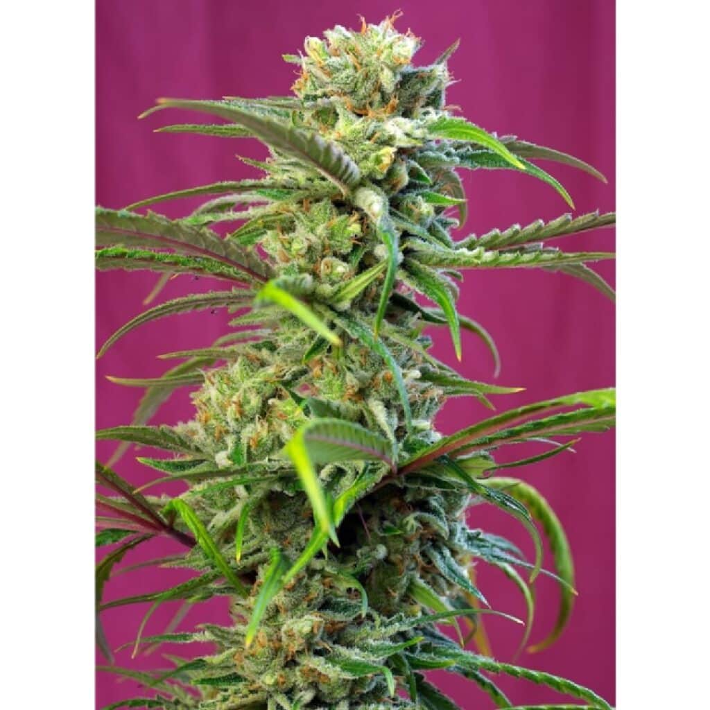 Sweet Tai de Sweet Seeds 3+1