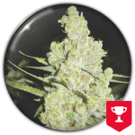 1024 Fem (X3) + 2 edición limitada (REGALO) Medical Seeds