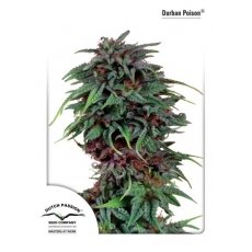 Durban Poison (x3)