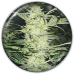White Widow Fem (x3) + 2 edición limitada (REGALO) - Medical Seeds