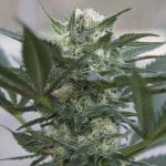 Auto Kush