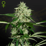 Northern Lights Auto (x3) - Green House Seeds - Remate del huaso