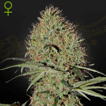 Super Bud Auto (x3) - Green House Seeds
