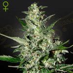Super Critical Auto (x3) - Green House Seeds - Remate del huaso