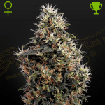 Sweet Mango Auto (x3) - Green House Seeds