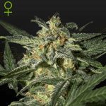 White Widow Auto (x3) - Green House Seeds