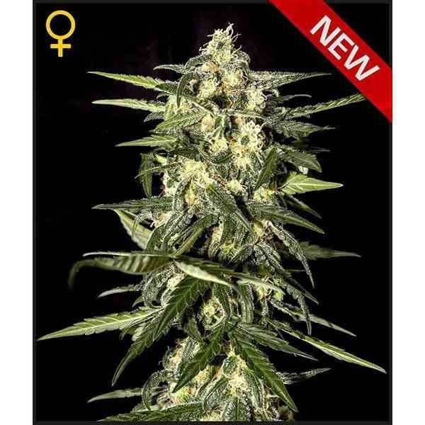 Jack Herer Auto (x3)(Green House Seeds)