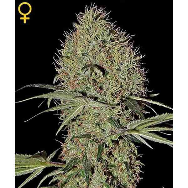 Super Bud Auto (x3)(Green House Seeds)