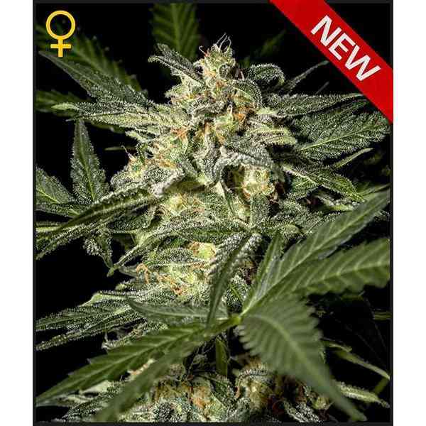 White Widow Auto (x3)(Green House Seeds)