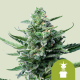 Royal Jack auto