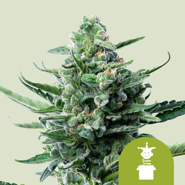 Royal Jack auto