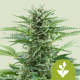 Easy bud auto