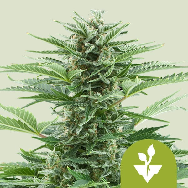 Easy bud auto