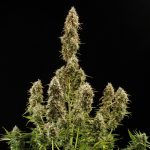 Royal Jack auto