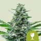 Royal Critical auto