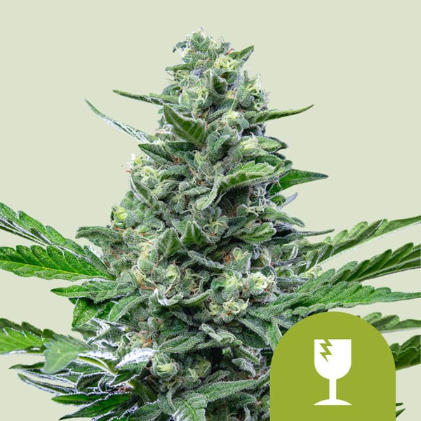 Royal Critical auto