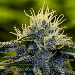 Afghan auto