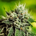 Critical express