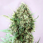 jack diesel