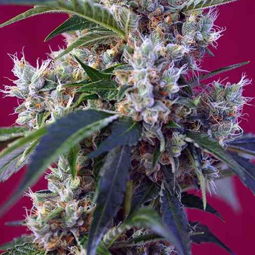 Indigo Berry Kush de Sweet Seeds (x3+1)