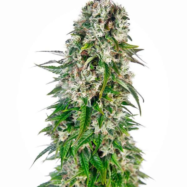 Big Bud Auto (x3) Sensi Seeds