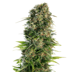 auto hindu kush