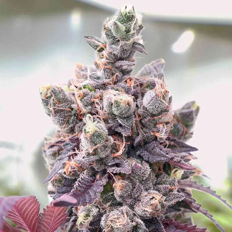 Red Critical Auto (x2) - BSF Seeds - Semillas del Huaso