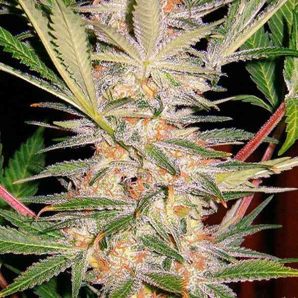 S.A.D. Sweet afghani Delicious Fast Version (x3) +1