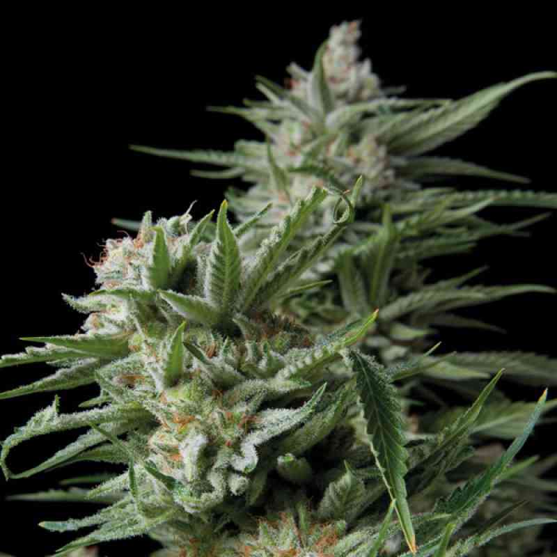 Sweet Madness CBD (x5)+1 Trikoma Seeds