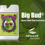 Big bud