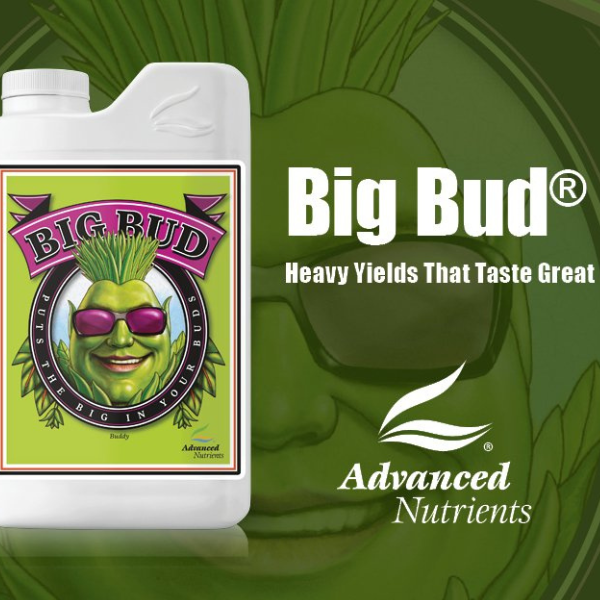 Big bud