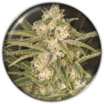 Auto No Name (x3) + 2 edición limitada (REGALO) Medical Seeds