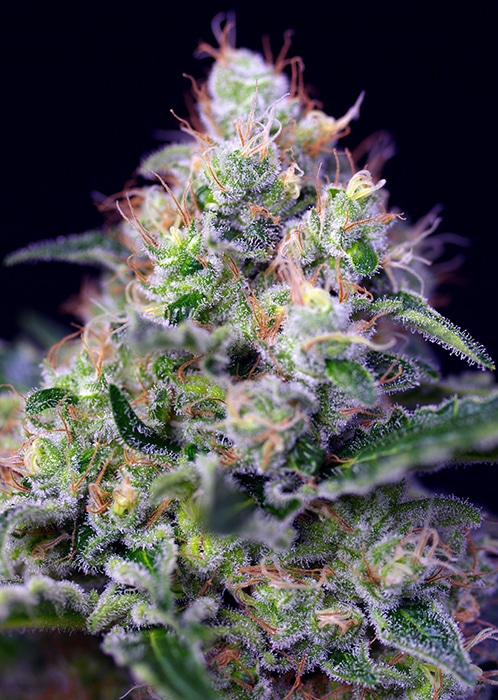 Cream Caramel de Sweet Seeds (3+1)