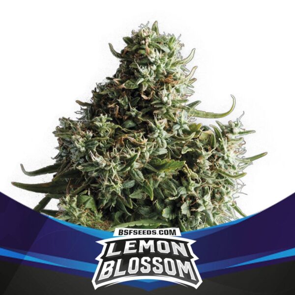 Lemon Blossom AUTO (x2)