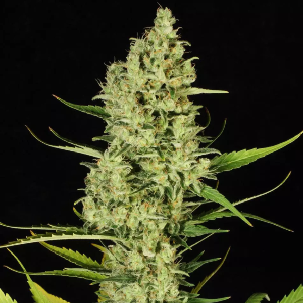 2x1 DelaHaze Fem (x3) - Paradise Seeds