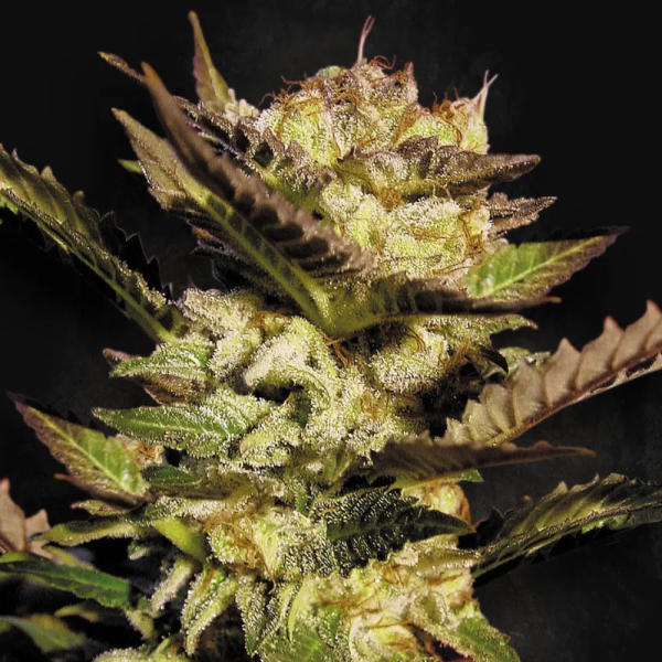 2x1 Durga Mata Fem (x3) - Paradise Seeds